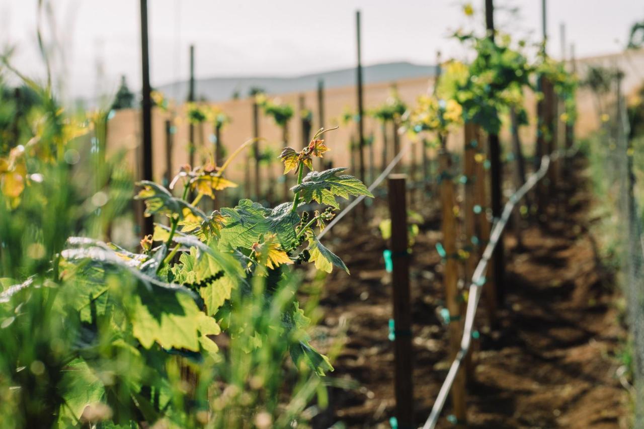 Quinta Sofia Valle De Guadalupe (Adults Only) Экстерьер фото